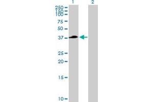 Western Blot analysis of TFB2M expression in transfected 293T cell line by TFB2M MaxPab polyclonal antibody.