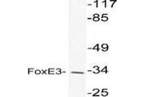 Western blot analysis of FOXE3 in extracts from K562 cell using FOXE3 / FKHL12 antibody (FOXE3 anticorps)