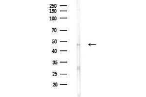 anti-Hyaluronan and Proteoglycan Link Protein 1 (HAPLN1) (N-Term) antibody