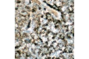 Immunohistochemical analysis of p47 phox (pS359) staining in human lymph node formalin fixed paraffin embedded tissue section. (NCF1 anticorps  (C-Term, pSer359))