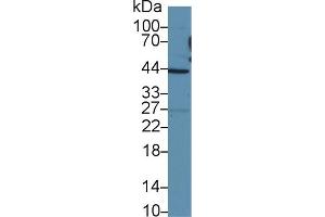 Western Blot; Sample: Human HepG2 cell lysate; Primary Ab: 2µg/ml Rabbit Anti-Human TAZ Antibody Second Ab: 0.