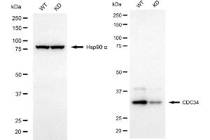 Western blotting analysis using CDC34 antibody (ABIN7798008). (Recombinant CDC34 anticorps)