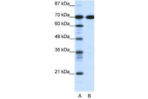 WB Suggested Anti-RRN3  Antibody Titration: 0. (RRN3 anticorps  (C-Term))