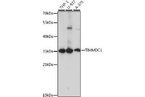 Western blot analysis of extracts of various cell lines, using TIMMDC1 antibody (ABIN7270929) at 1:1000 dilution. (TIMMDC1 anticorps  (AA 206-285))