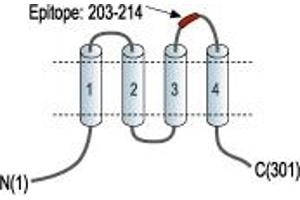 anti-ORAI Calcium Release-Activated Calcium Modulator 1 (ORAI1) (2nd Extracellular Loop), (AA 203-214) antibody (FITC)