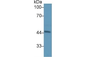 Rabbit Capture antibody from the kit in WB with Positive Control: Human urine. (Haptoglobin Kit CLIA)