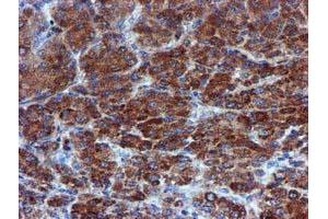 Image no. 1 for anti-Coiled-Coil-Helix-Coiled-Coil-Helix Domain Containing 5 (CHCHD5) (AA 1-110) antibody (ABIN1490560) (CHCHD5 anticorps  (AA 1-110))