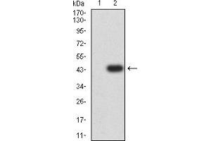 Western blot analysis using ALDOA mAb against HEK293 (1) and ALDOA (AA: 9-145)-hIgGFc transfected HEK293 (2) cell lysate.