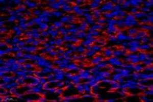Immunofluorescent analysis of paraformaldehyde-fixed rat stomach using,Epsin-3 (ABIN7073856) at dilution of 1: 1400