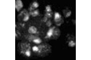 Immunofluorescence showing Mad1p polyclonal antibody  on yeast. (PSMD14 anticorps)