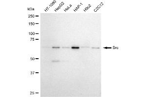 Western blotting analysis using Src antibody (ABIN7800054). (Recombinant Src anticorps)
