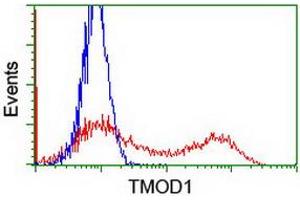 HEK293T cells transfected with either RC201134 overexpress plasmid (Red) or empty vector control plasmid (Blue) were immunostained by anti-TMOD1 antibody (ABIN2454776), and then analyzed by flow cytometry. (Tropomodulin 1 anticorps)