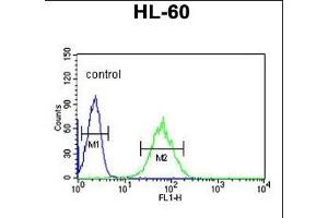 SNRPD1 Antibody (Center) (ABIN389356 and ABIN2839462) flow cytometric analysis of HL-60 cells (right histogram) compared to a negative control cell (left histogram).