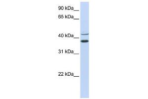 MKRN2 antibody used at 1 ug/ml to detect target protein. (MKRN2 anticorps  (N-Term))