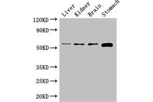 Western Blot Positive WB detected in: Mouse liver tissue, Mouse kidney tissue, Mouse brain tissue, Mouse stomach tissue All lanes: NOTUM antibody at 2. (NOTUM anticorps  (AA 100-235))