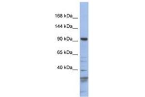 Image no. 1 for anti-Myosin IC (MYO1C) (AA 143-192) antibody (ABIN6743264) (Myosin IC anticorps  (AA 143-192))