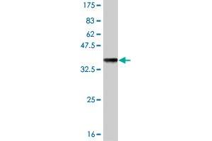 Western Blot detection against Immunogen (36.