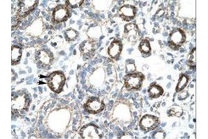 anti-Forkhead Box F2 (FOXF2) (AA 52-101) antibody