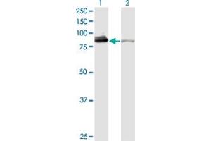 Western Blot analysis of XRCC5 expression in transfected 293T cell line by XRCC5 monoclonal antibody (M02), clone 3D8.