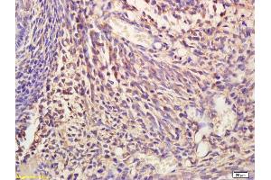 Formalin-fixed and paraffin embedded mouse embryo tissue labeled Anti-NIT2 Polyclonal Antibody, Unconjugated (ABIN676658) at 1:200, followed by conjugation to the secondary antibody and DAB staining