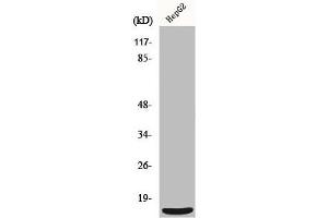Western Blot analysis of HepG2 cells using MRP-S36 Polyclonal Antibody (MRPS36 anticorps  (N-Term))