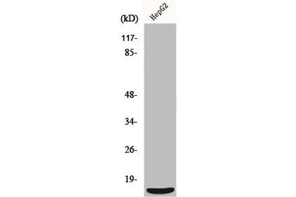 MRPS36 anticorps  (N-Term)