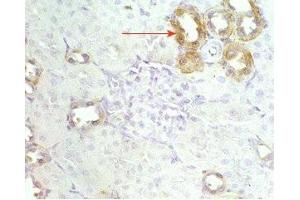 Mouse kidney tissue was stained by Anti-RFRP (56-92) (Human) Serum (NPVF anticorps  (amidated, Preproprotein))