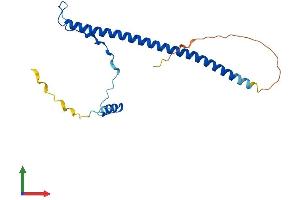 AlphaFold protein structure predicition of Mouse Recombinant Prkrip1 Protein, UniprotID Q9CWV6