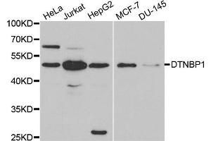 Western blot analysis of extracts of various cell lines, using DTNBP1 antibody.
