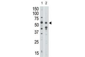Image no. 1 for anti-Sialic Acid Binding Ig-Like Lectin 7 (SIGLEC7) (N-Term) antibody (ABIN357147) (SIGLEC7 anticorps  (N-Term))