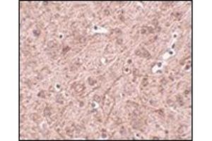 Immunohistochemistry of LASS6 in mouse brain tissue with this product at 2.