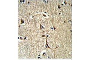 AP17436PU-N GPD1 Antibody (N-term) staining of Formalin-Fixed, Paraffin-Embedded Human brain tissue using a peroxidase-conjugated to the secondary antibody, followed by DAB staining.