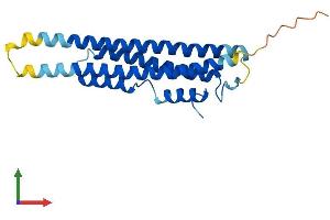 AlphaFold protein structure predicition of Human Recombinant CINP Protein, UniprotID Q9BW66