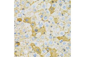 Immunohistochemistry of paraffin-embedded rat liver using OXA1L antibody.