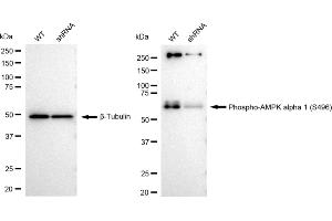 Western blotting analysis using Phospho-AMPK alpha 1 (S496) antibody (ABIN788).