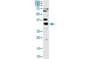 TREX1 MaxPab rabbit polyclonal antibody.