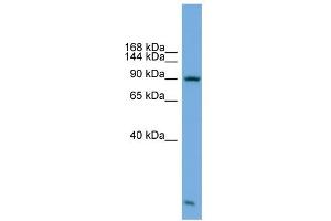 WB Suggested Anti-KIFAP3 Antibody Titration: 0. (KIFAP3 anticorps  (Middle Region))
