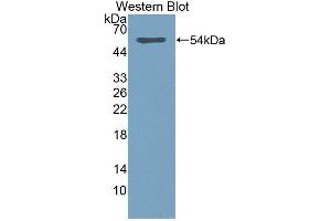 Western Blotting (WB) image for anti-Sialic Acid Acetylesterase (SIAE) antibody (Biotin) (ABIN1870873) (SIAE anticorps  (Biotin))