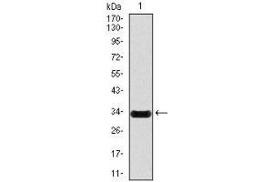 Western blot analysis using NOS2 mAb against human NOS2 (AA: 997-1058) recombinant protein.