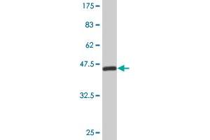 Western Blot detection against Immunogen (44. (RBM8A anticorps  (AA 1-174))