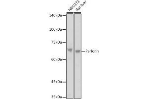 Western blot analysis of extracts of various cell lines, using Perforin antibody (ABIN3020641, ABIN3020642, ABIN3020643 and ABIN6213612) at 1:1000 dilution.