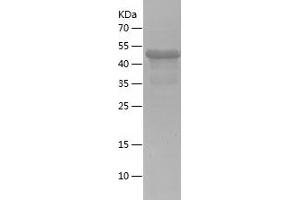 Western Blotting (WB) image for Poly(A) Binding Protein, Cytoplasmic 1 (PABPC1) (AA 2-235) protein (His-IF2DI Tag) (ABIN7124507) (PABP Protein (AA 2-235) (His-IF2DI Tag))