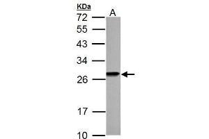 WB Image HMGB1 antibody detects HMGB1 protein by Western blot analysis. (HMGB1 anticorps)