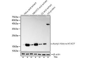 Western blot analysis of extracts of various cell lines, using Acetyl-Histone H3-K27 antibody (ABIN3016650, ABIN3016651, ABIN3016652, ABIN1682513 and ABIN1682514) at 1:1000 dilution. (Histone H3 (Acetyl K27) (acLys27) anticorps)