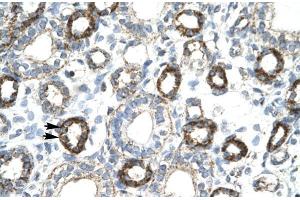 Human kidney; FOXF2 antibody - N-terminal region in Human kidney cells using Immunohistochemistry (FOXF2 anticorps  (N-Term))