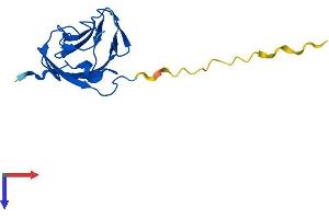 AlphaFold protein structure predicition of Human Recombinant TIFAB Protein, UniprotID Q6ZNK6