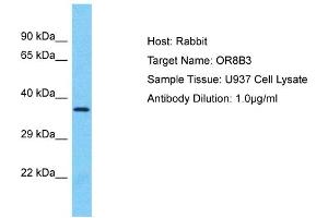 Host: Rabbit Target Name: OR8B3 Sample Type: U937 Whole Cell lysates Antibody Dilution: 1. (OR8B3 anticorps  (C-Term))