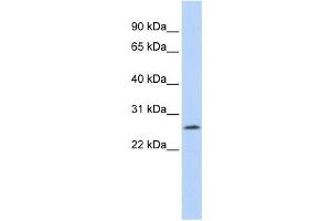 anti-LOC391764 antibody