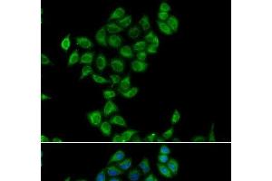 Immunofluorescence analysis of A549 cells using COQ3 Polyclonal Antibody (COQ3 anticorps)