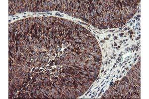 Image no. 3 for anti-TNF Receptor-Associated Protein 1 (TRAP1) antibody (ABIN1501500) (TRAP1 anticorps)